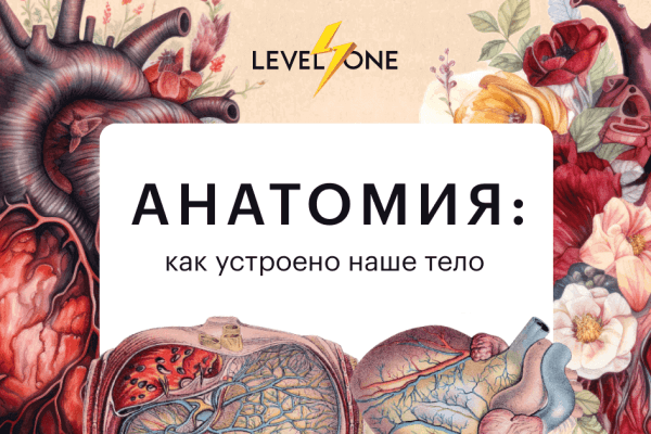 Анатомия: как устроено наше тело — изучение человеческого организма